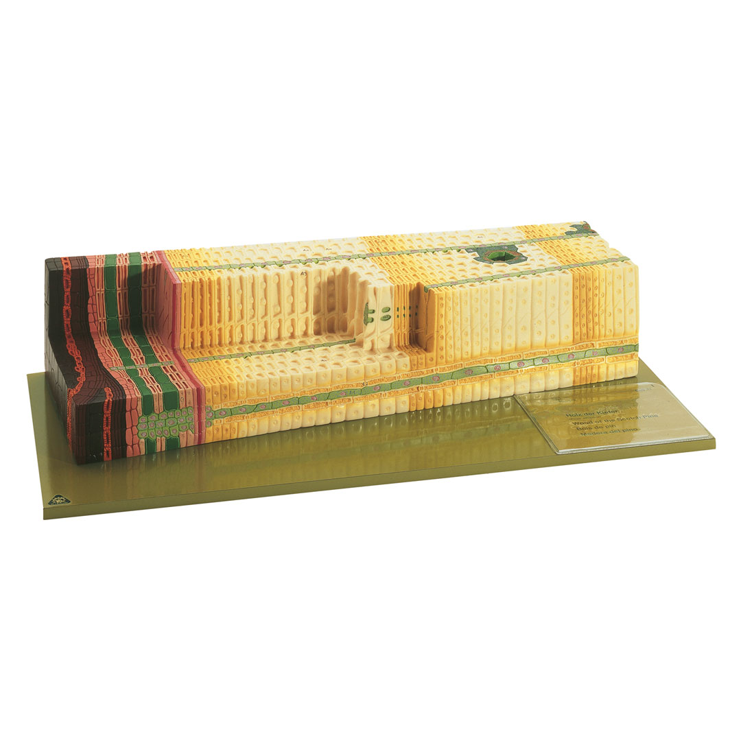 SOMSO® Anatom. Feinbau des Kiefernholzes