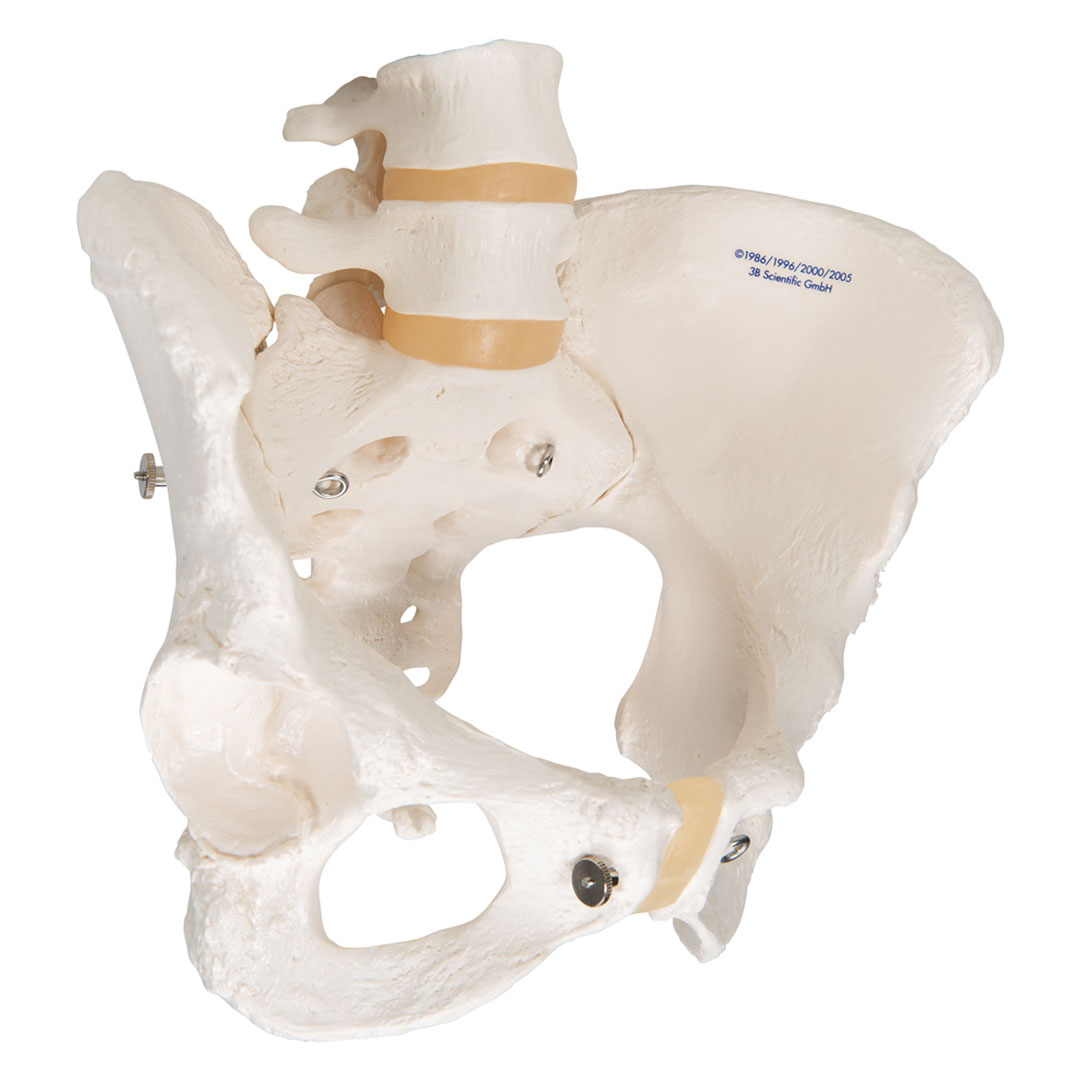 3B SCIENTIFIC Weibliches Becken, Skelett (A61)