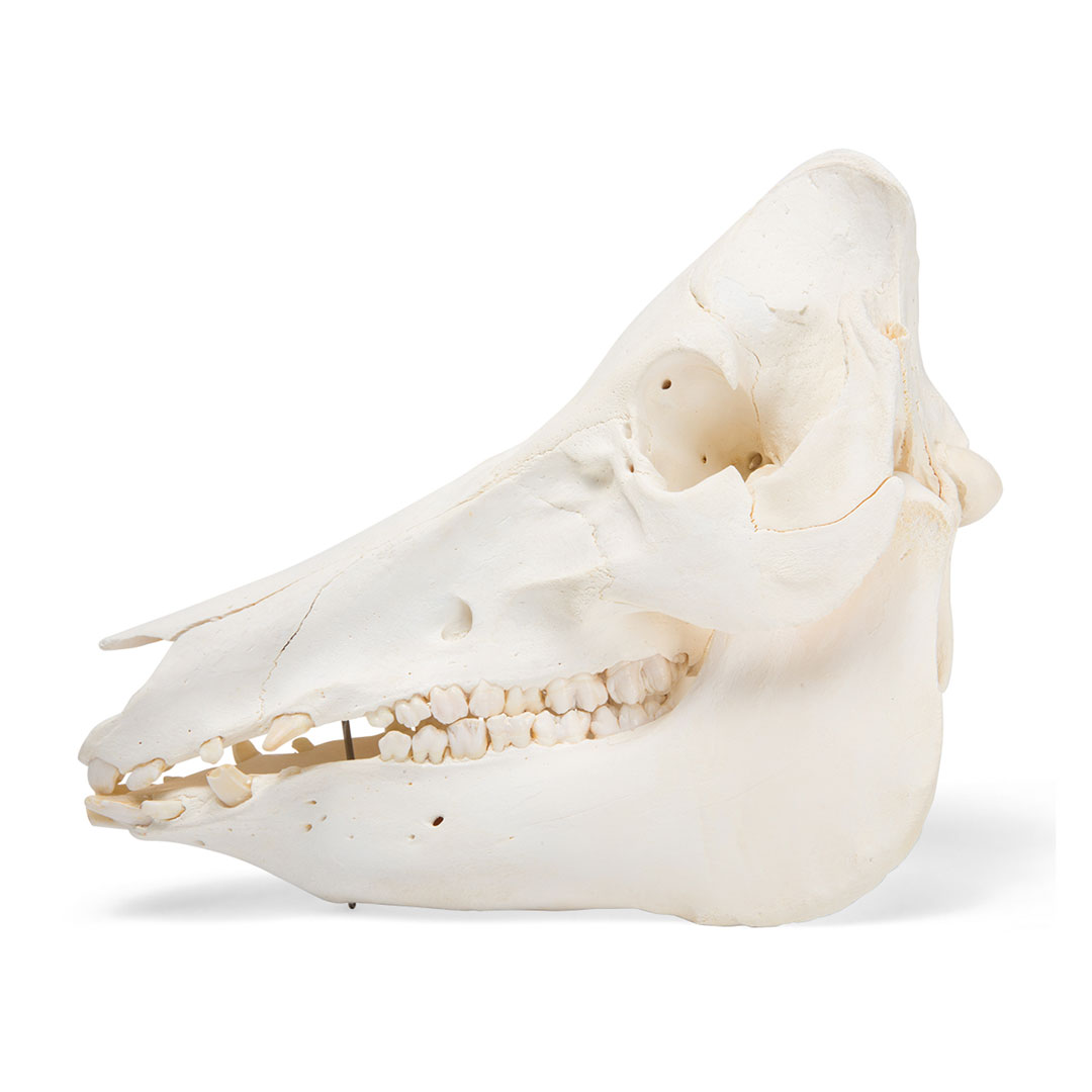 3B SCIENTIFIC Hausschwein weiblich, Schädel-Skelett