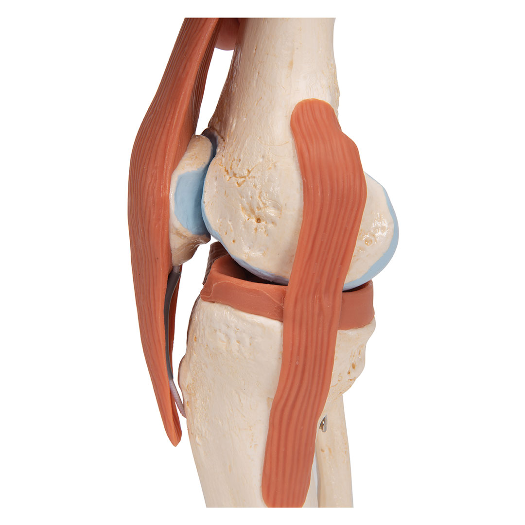 3B SCIENTIFIC Luxus-Kniegelenk-Funktionsmodell (A82/1)