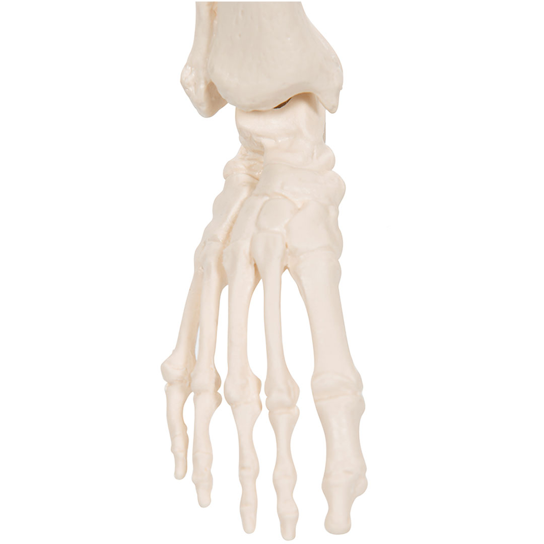 3B SCIENTIFIC Miniskelett Shorty auf Sockel (A18)