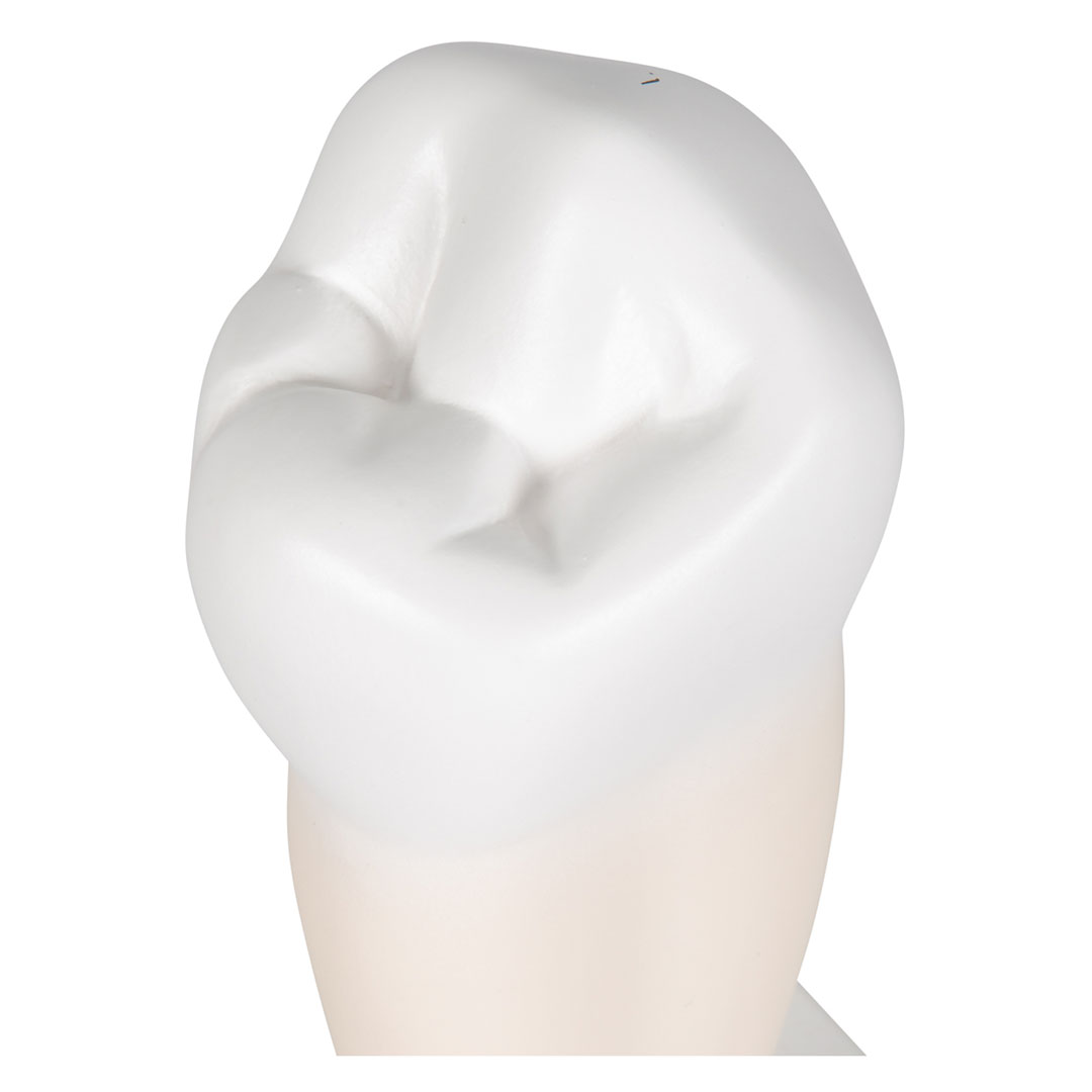 3B SCIENTIFIC Backenzahn, unten, einwurzelig (D10/3)