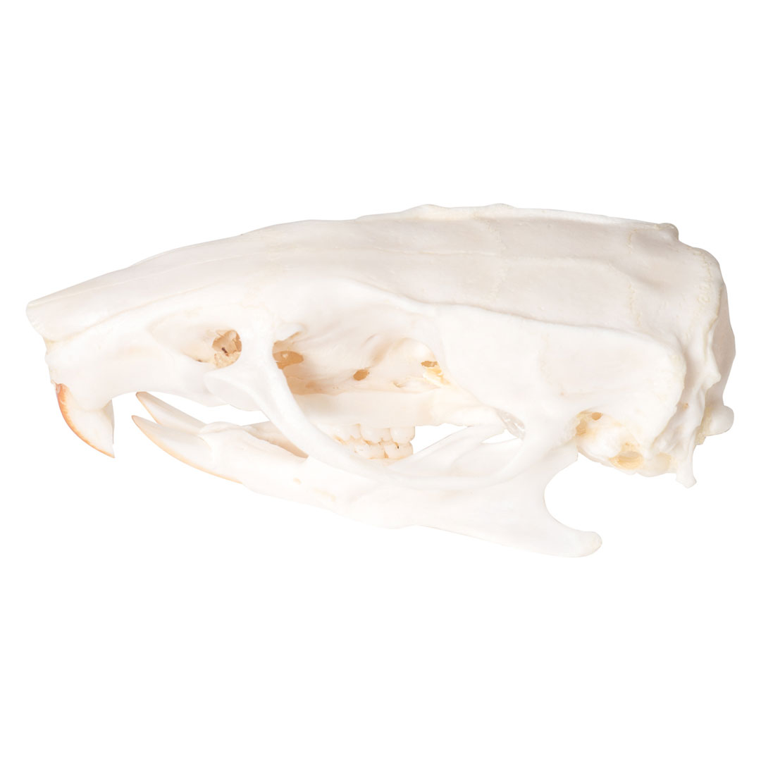 3B SCIENTIFIC Rattenschädel, Skelett