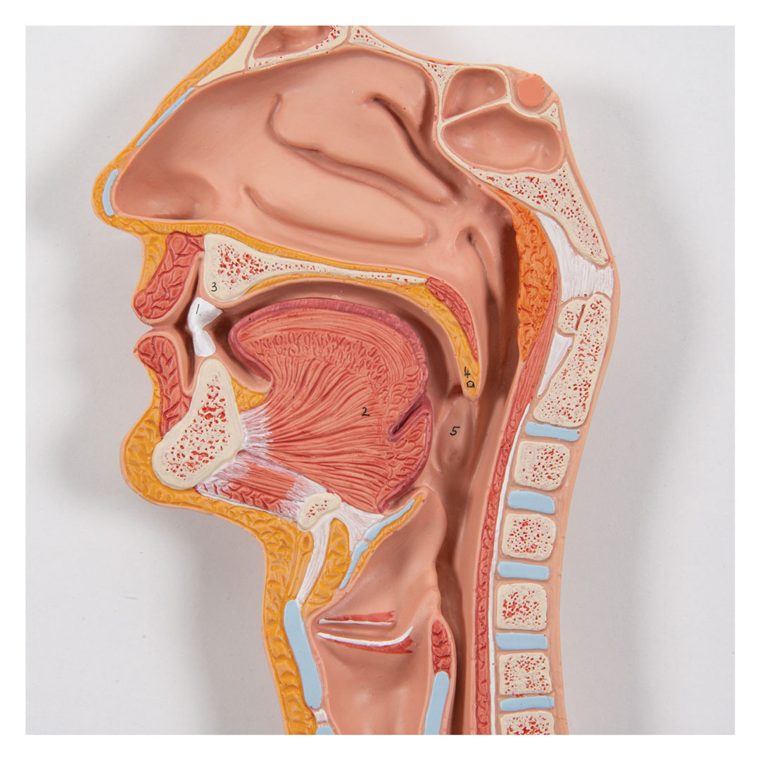 3B SCIENTIFIC Verdauungsapparat, 3-tlg. (K21)