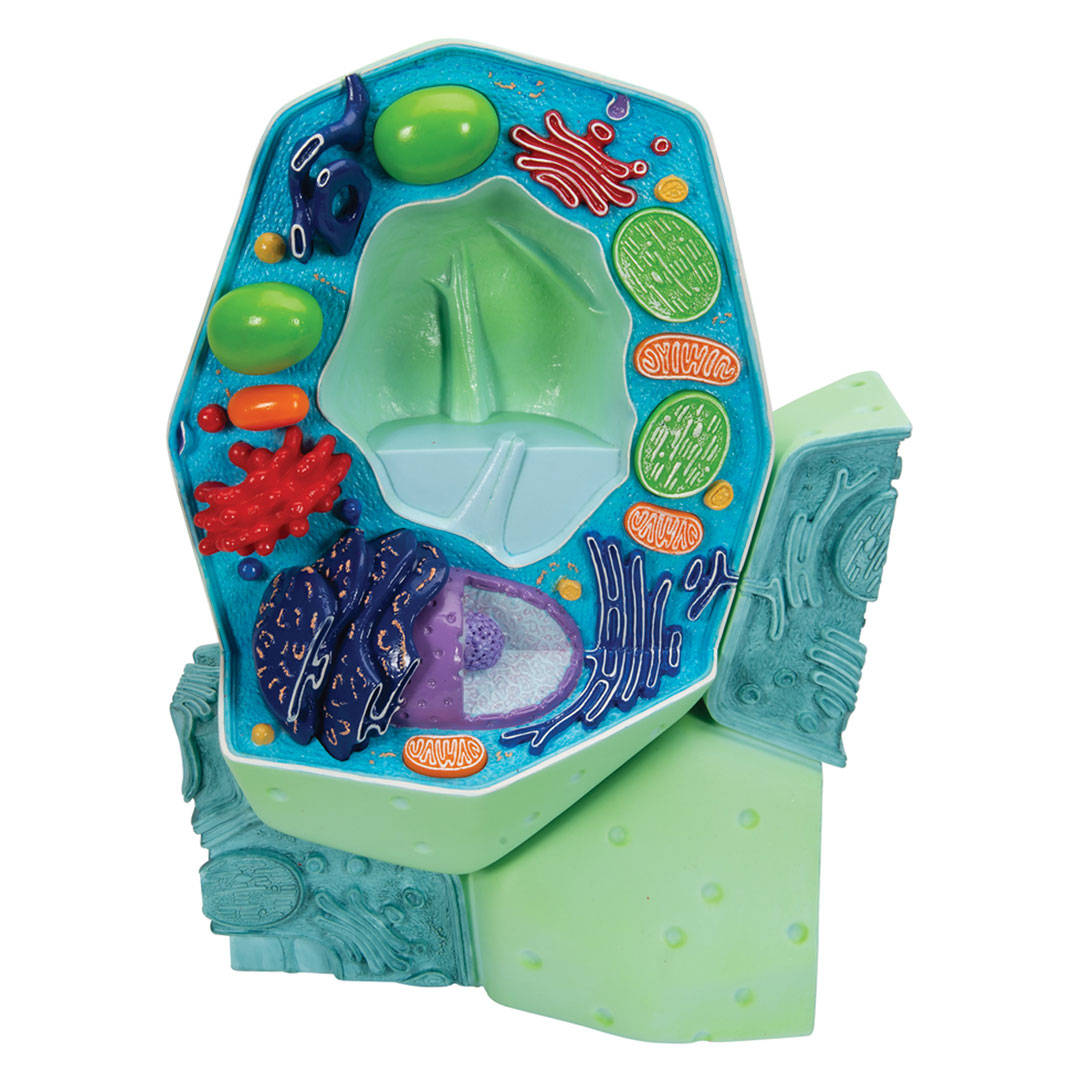 3B SCIENTIFIC Pflanzliche Zelle 10'000fach (R05)