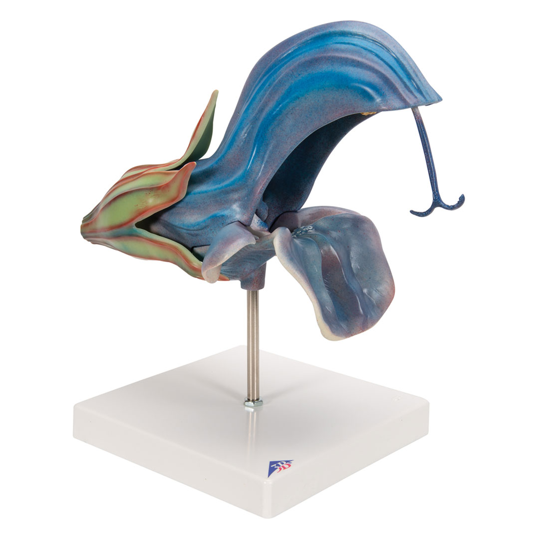 3B SCIENTIFIC Wiesensalbei (T21024)