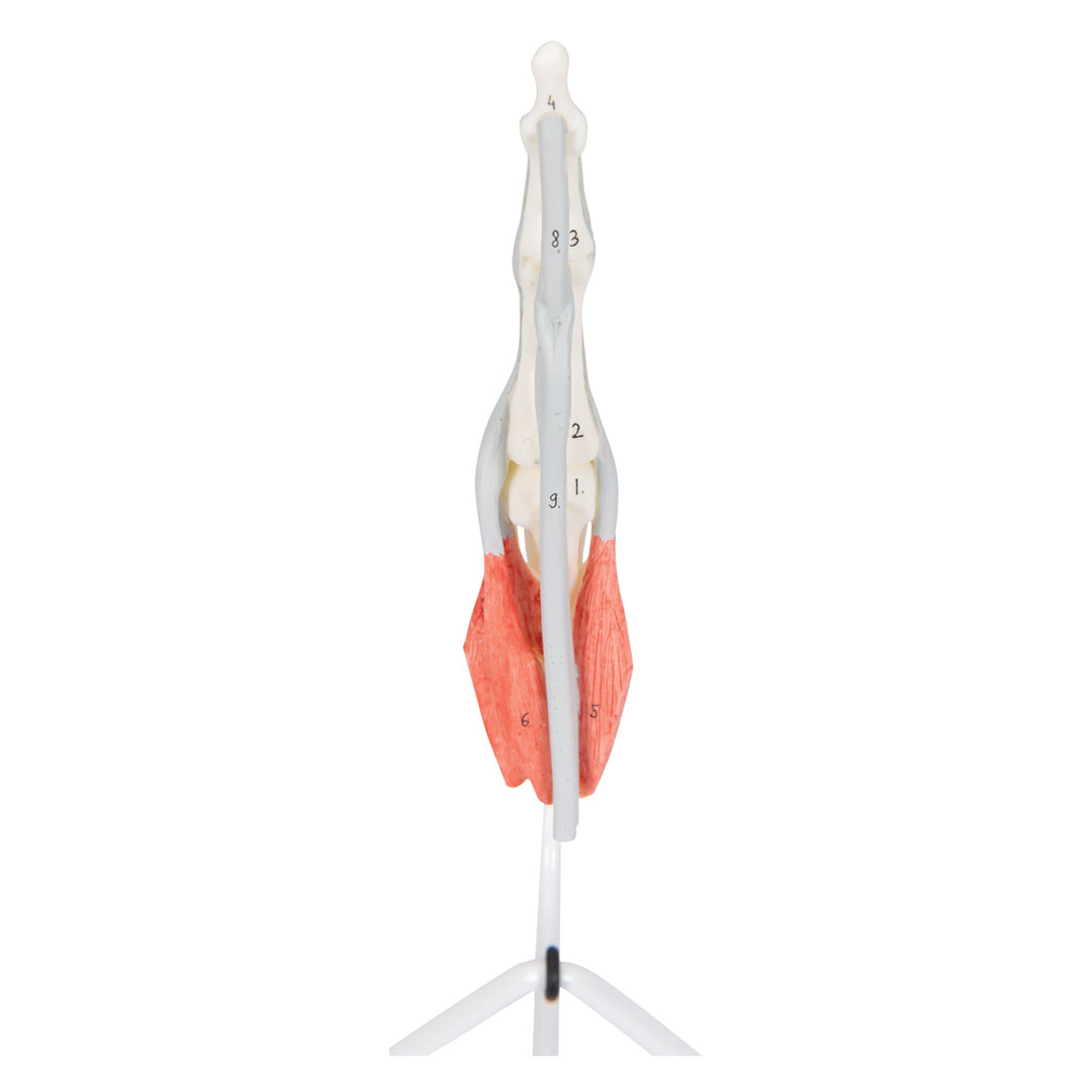 3B SCIENTIFIC Finger-Struktur-Modell, auf Stativ (M19)
