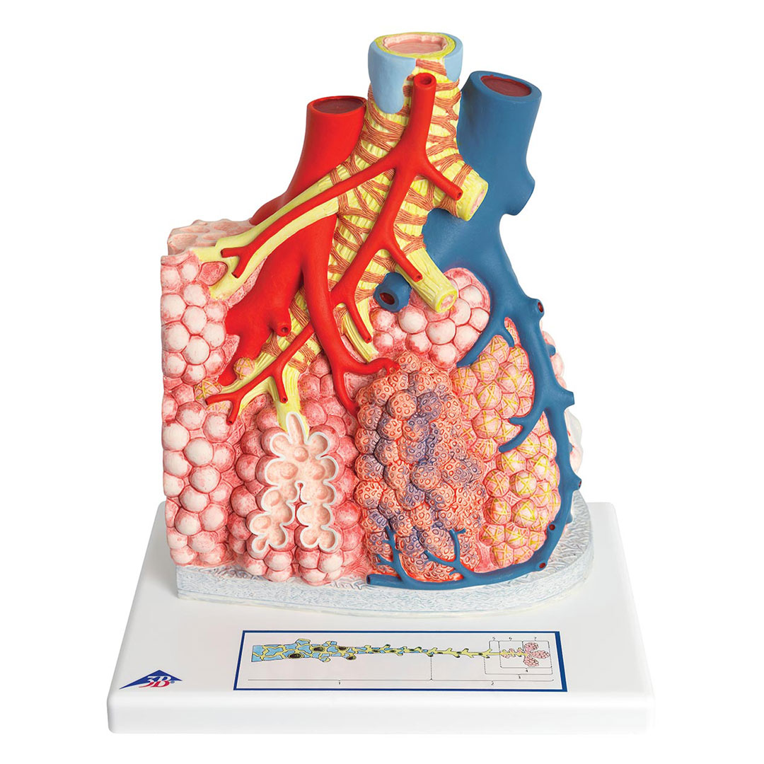 3B SCIENTIFIC Lungenläppchen (G60)