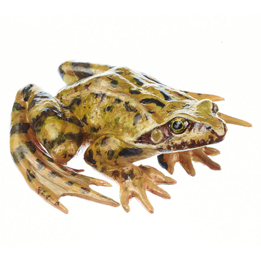 SOMSO® Grasfrosch, männlich SOMSO® Grasfrosch, männlich