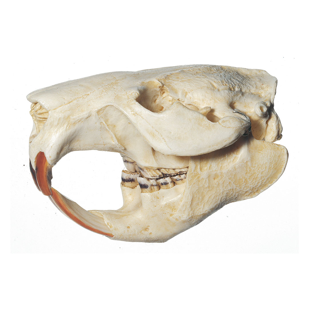 SOMSO® Biberschädel