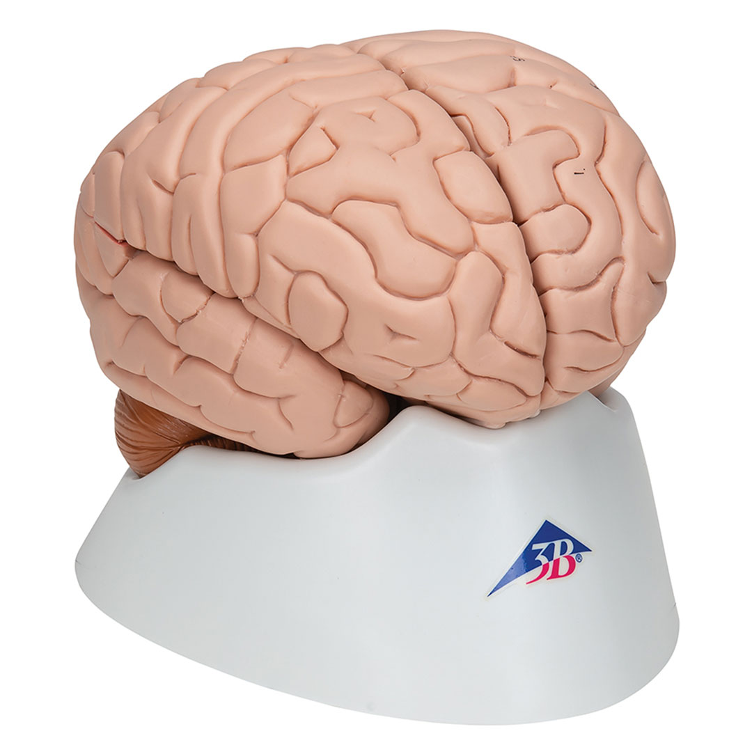 3B SCIENTIFIC Gehirn, 8-tlg. (C17)