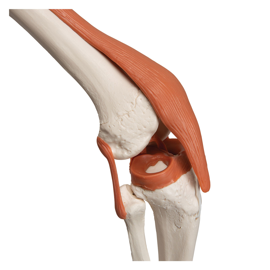 3B SCIENTIFIC Skelett Leo mit Gelenkbändern (A12)