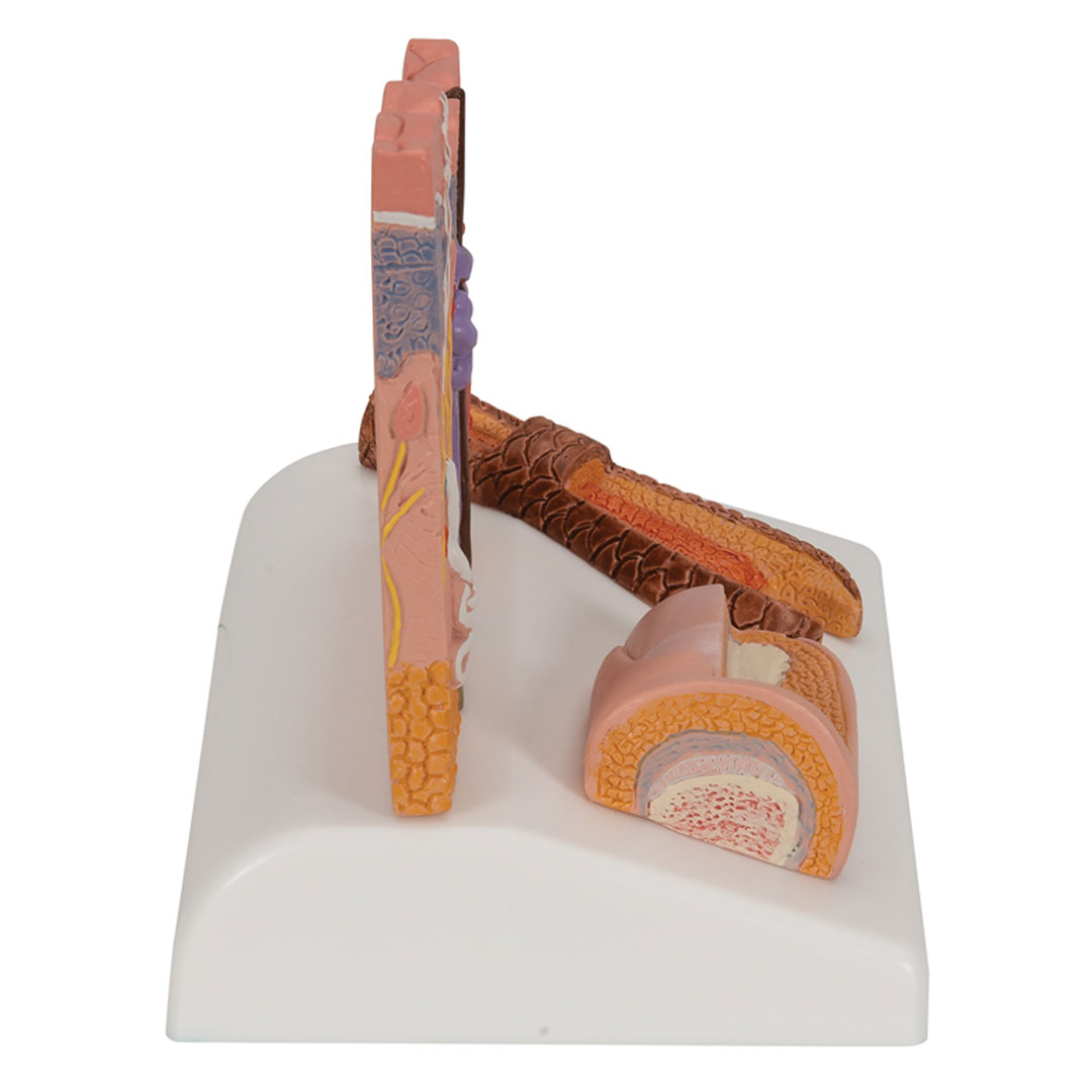 3B SCIENTIFIC Hautschnitt, Tischmodell, 10x12,5x14cm (J14)