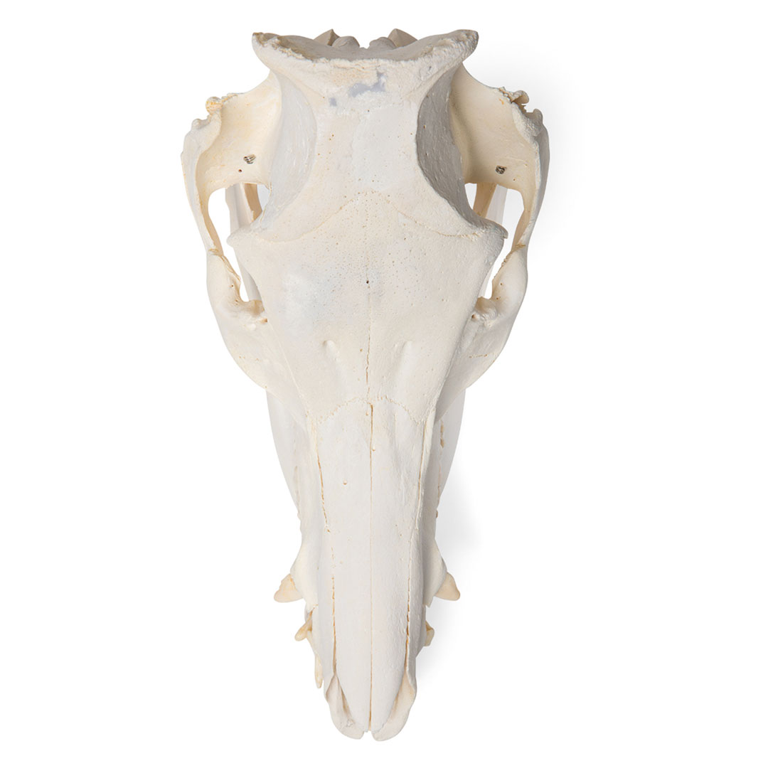 3B SCIENTIFIC Hausschwein weiblich, Schädel-Skelett