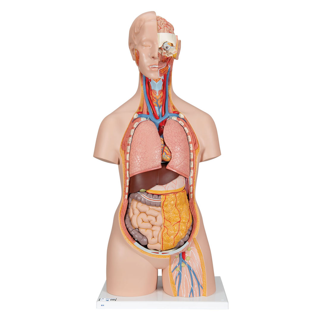 3B SCIENTIFIC Torso 18-t. m.Kopf+geöffnetem Rücken (B19)