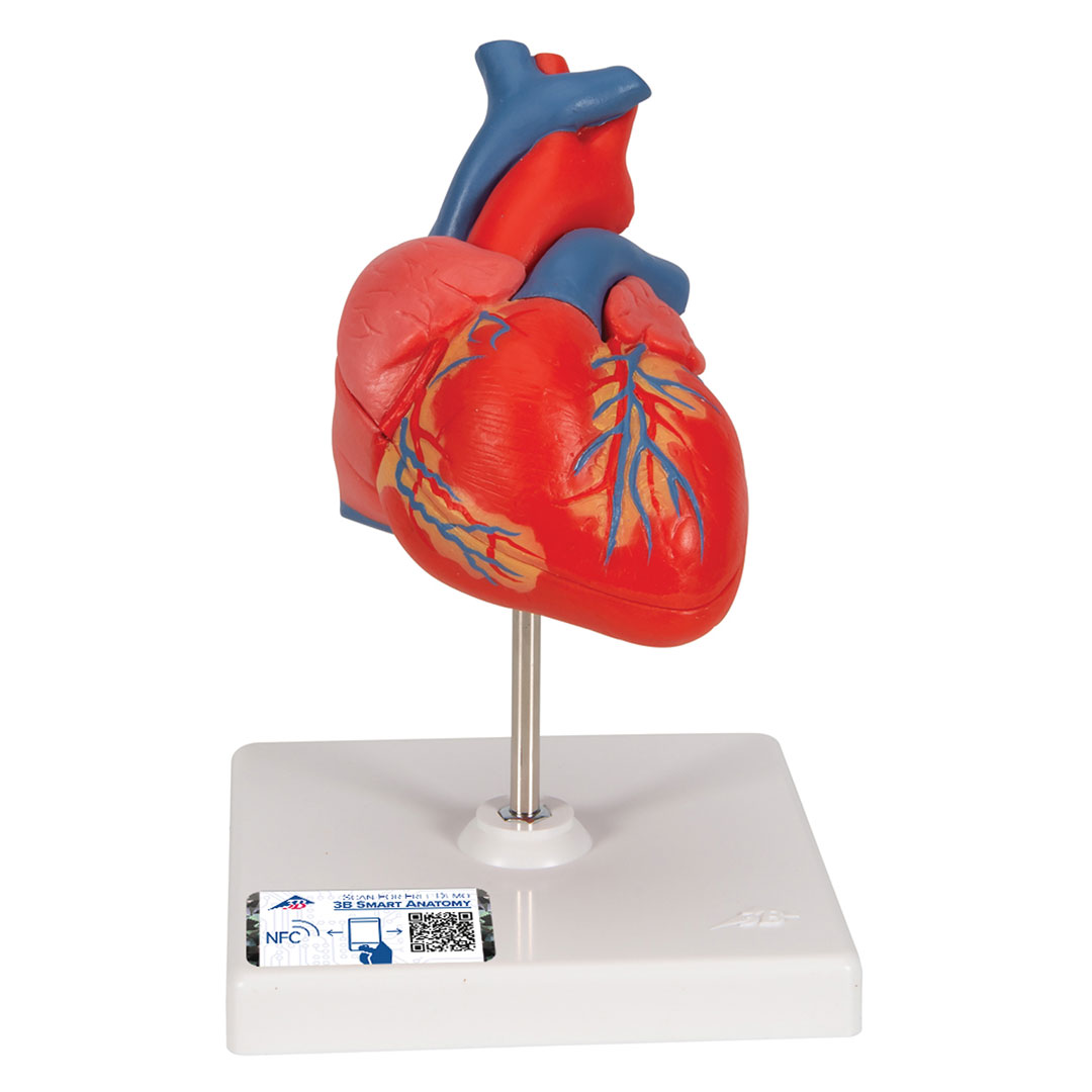 3B SCIENTIFIC Herz, 2-teilig, (G08)