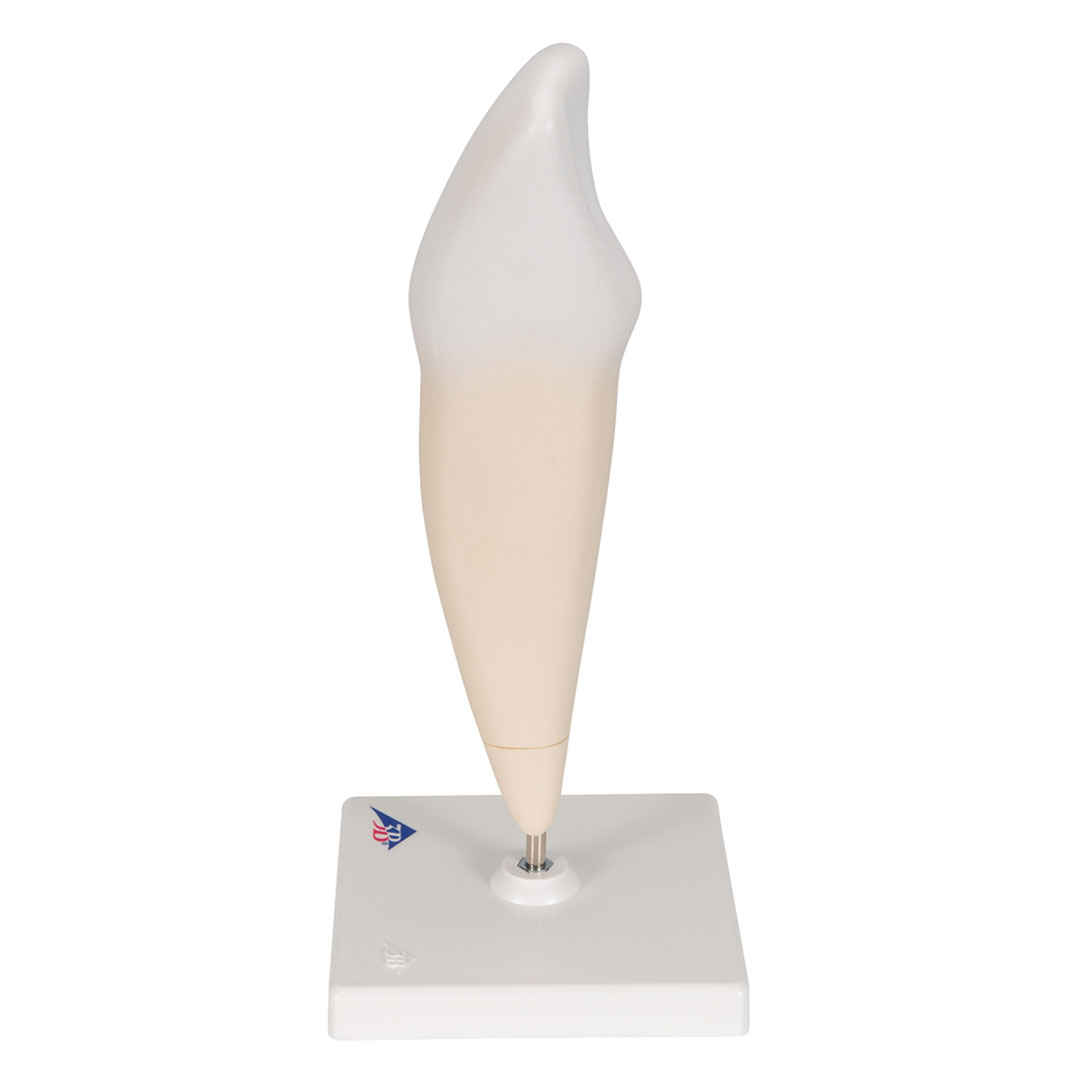 3B SCIENTIFIC Eckzahn, unten (D10/2)