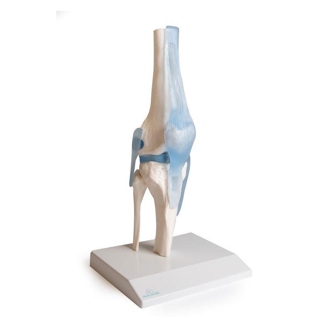 ERLER ZIMMER Kniegelenk auf Stativ mit Stümpfen