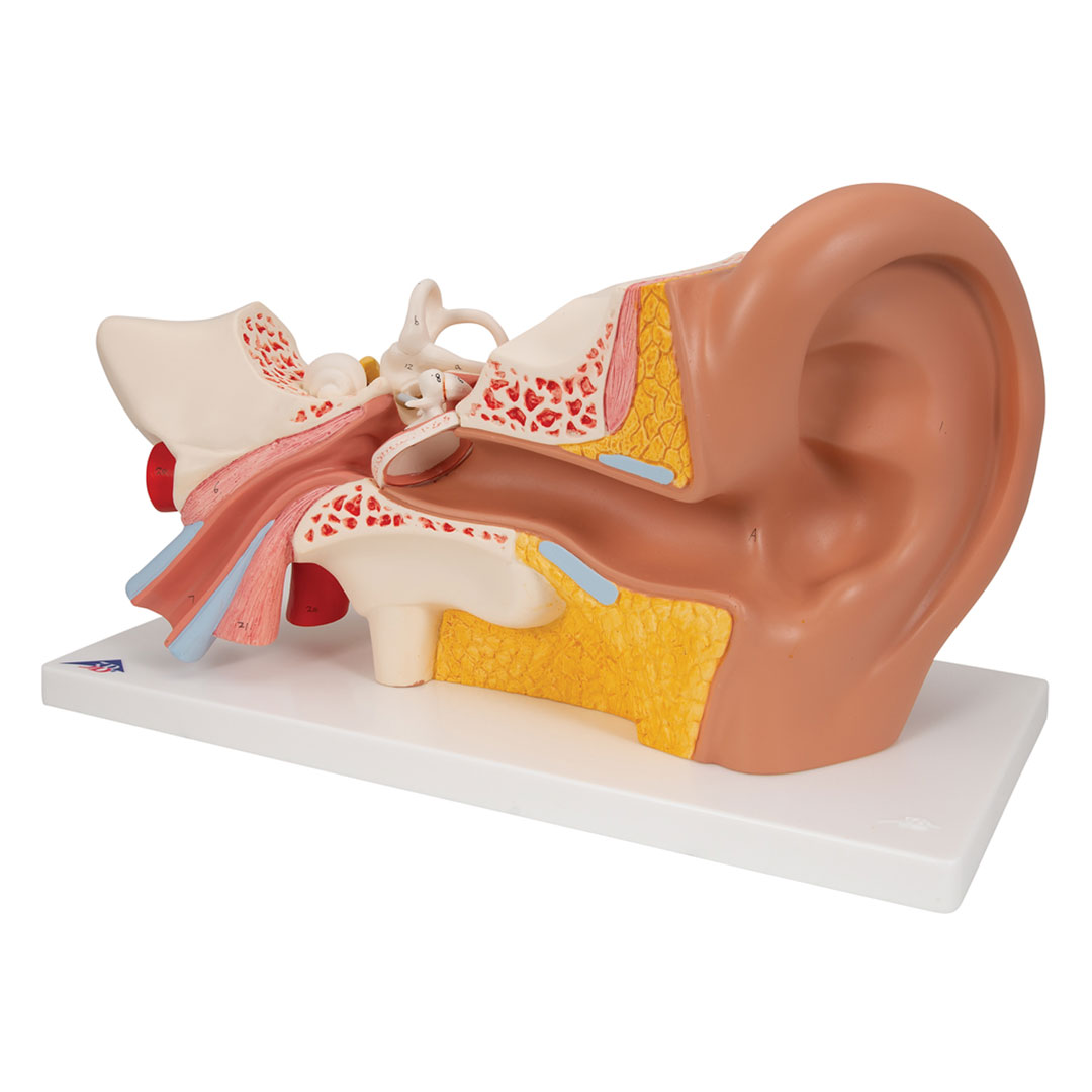 3B SCIENTIFIC Ohr, 4-tlg., Standardmodell (E10) 3B SCIENTIFIC Ohr, 4-tlg., Standardmodell (E10)