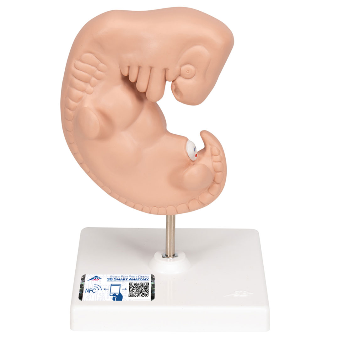 3B SCIENTIFIC Embryo Modell, 25-fache Grösse