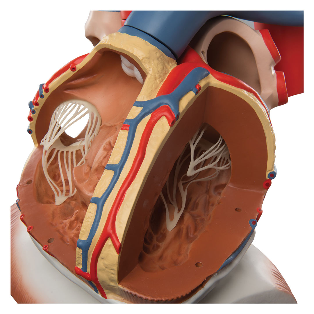 3B SCIENTIFIC Herz, 3-fache Grösse, 10-tlg. (VD251)