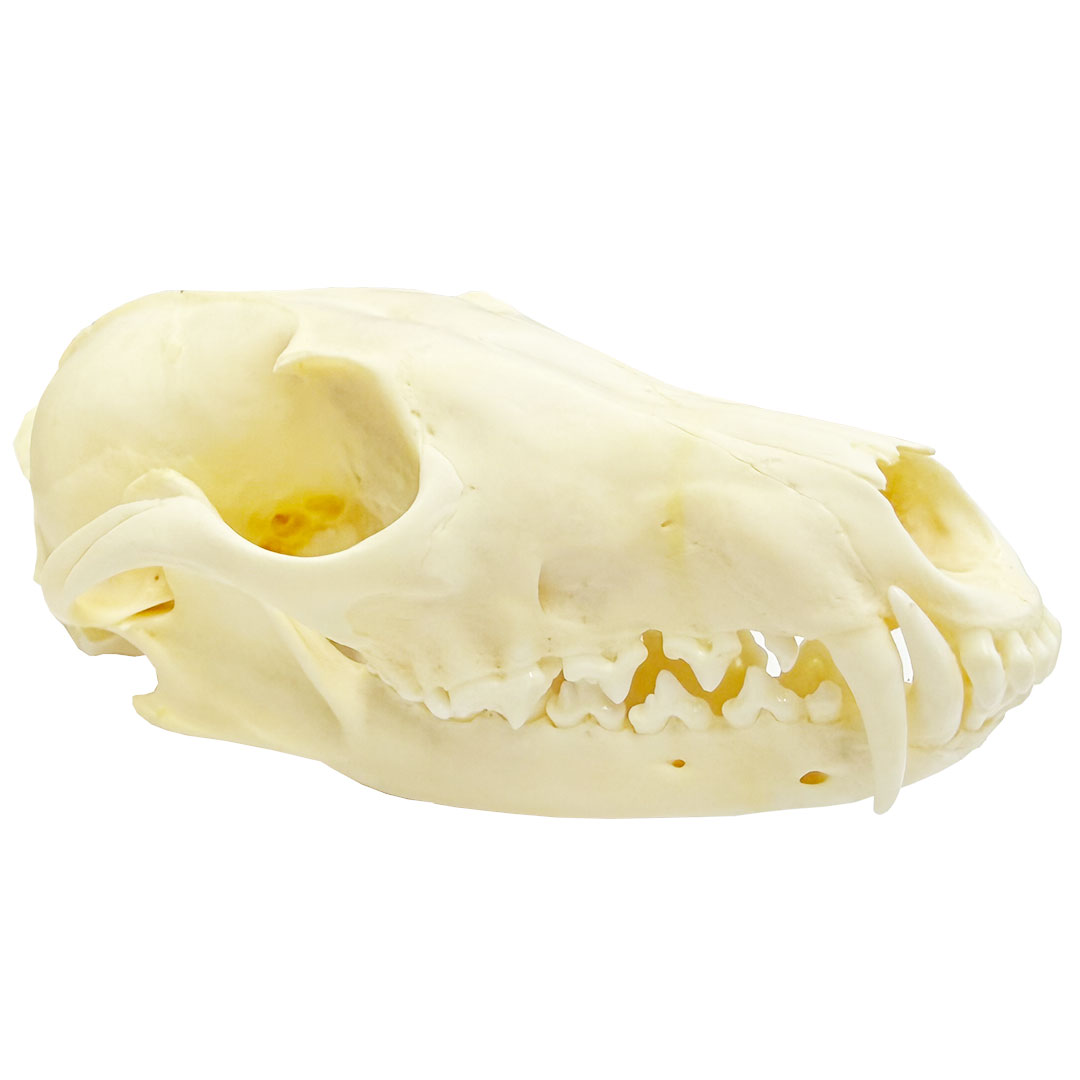 Fuchs, Schädel / Skelett