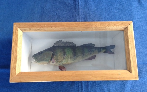 Fisch Egli, in Vitrine 250x120mm