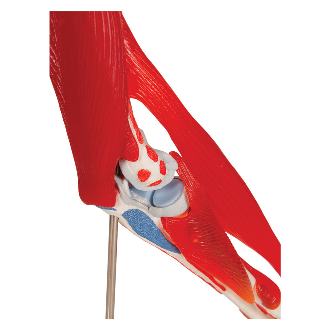 3B SCIENTIFIC Ellenbogengelenk, 8-teilig, Grösse 25x1x25c  (A883)