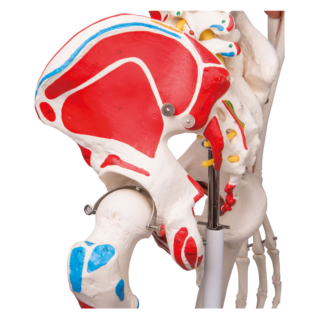 3B SCIENTIFIC Skelett Sam, mit Gelenkbändern, Muskelursprung etc. (A13)