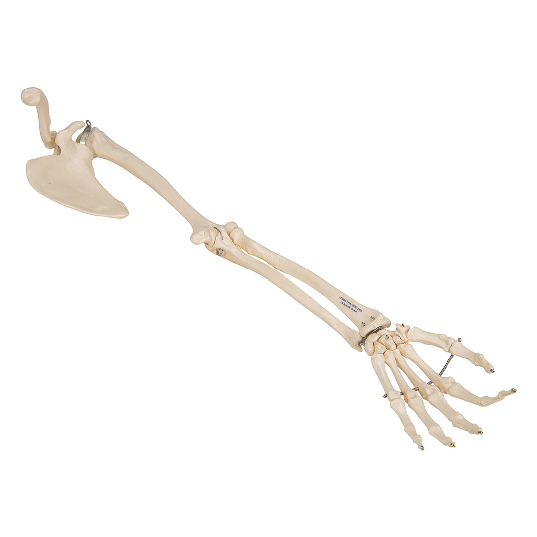 3B SCIENTIFIC Armskelett rechts mit Schulterblatt und Schlüsselblatt (A46)