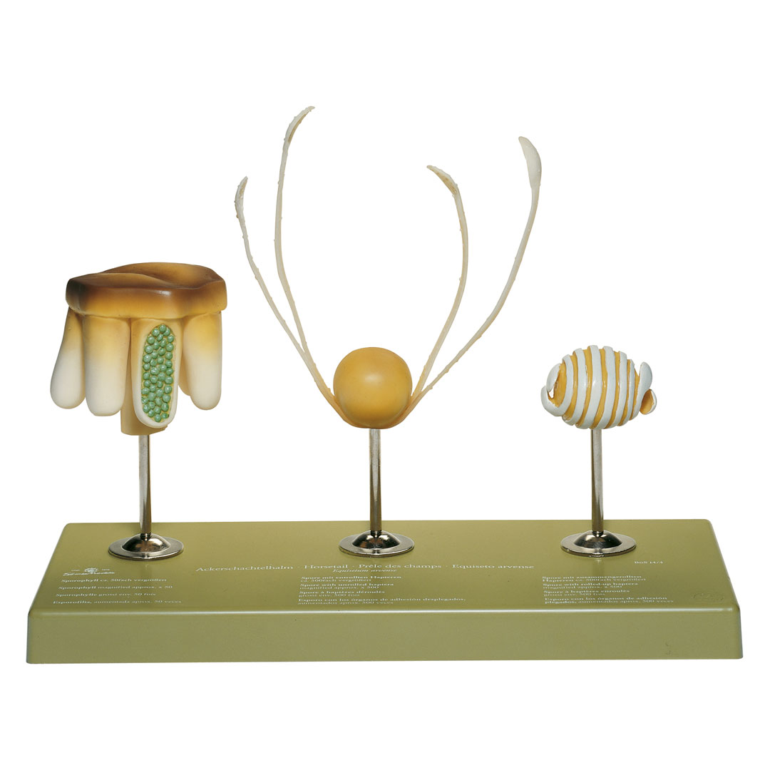 SOMSO® Ackerschachtelhalm