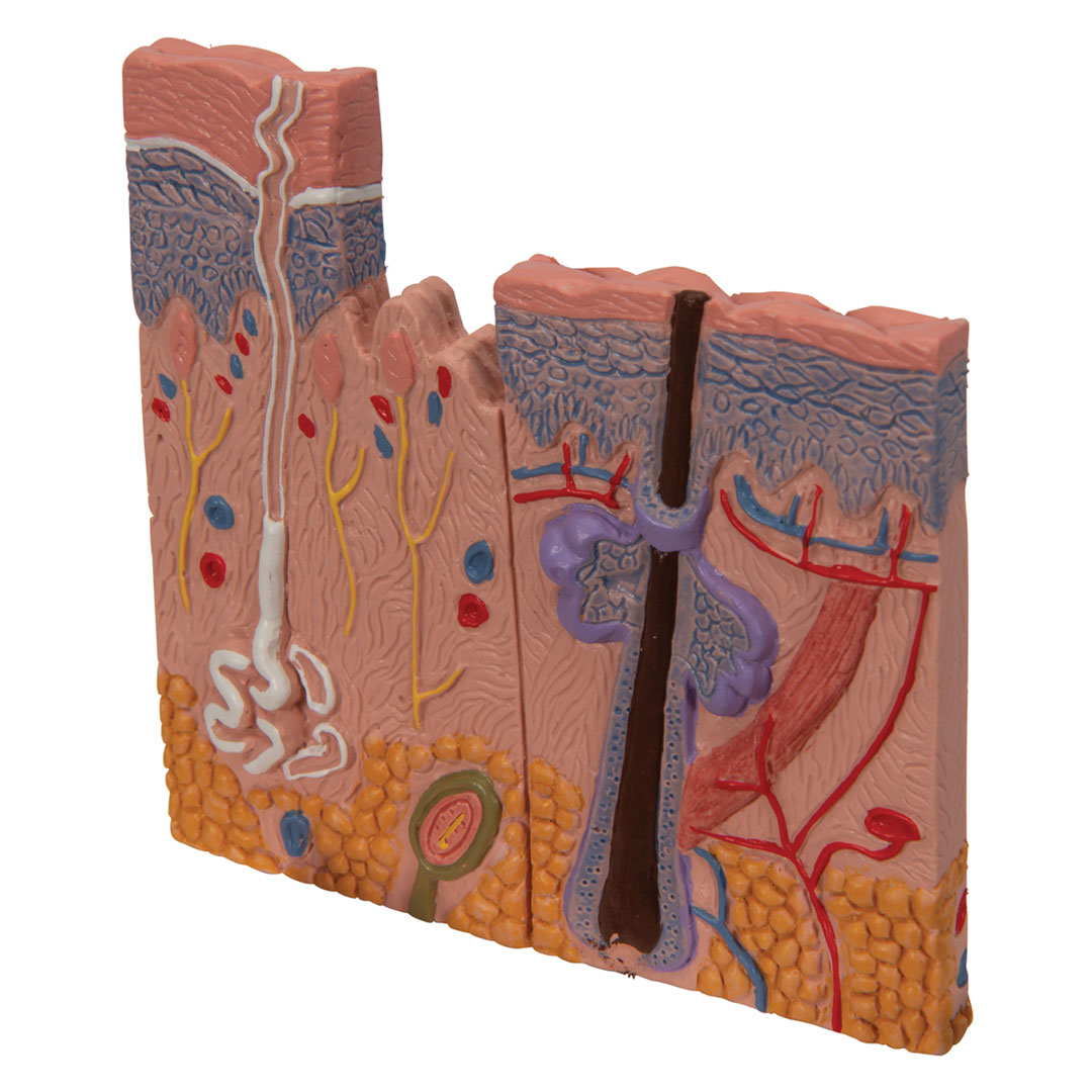 3B SCIENTIFIC Hautschnitt, Tischmodell, 10x12,5x14cm (J14)