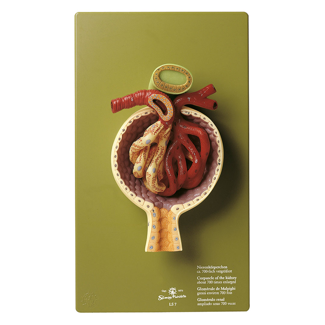 SOMSO® Nierenkörperchen