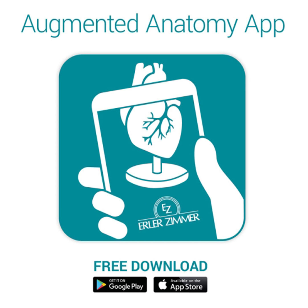 ERLER ZIMMER Osteopathie-Schädelmodell, 22-teilig, didaktische Ausführung - EZ Augmented Anatomy