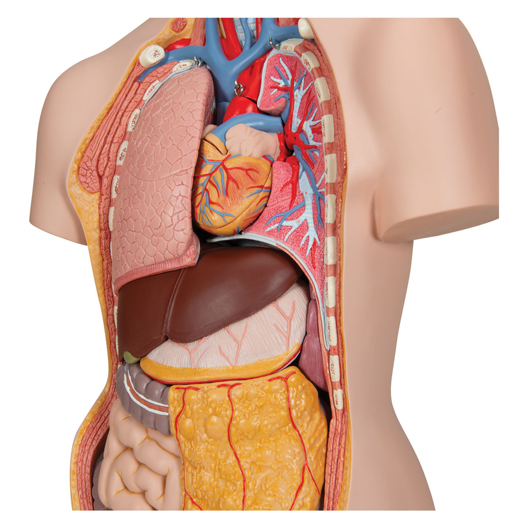 3B SCIENTIFIC Torso 18-t. m.Kopf+geöffnetem Rücken (B19)