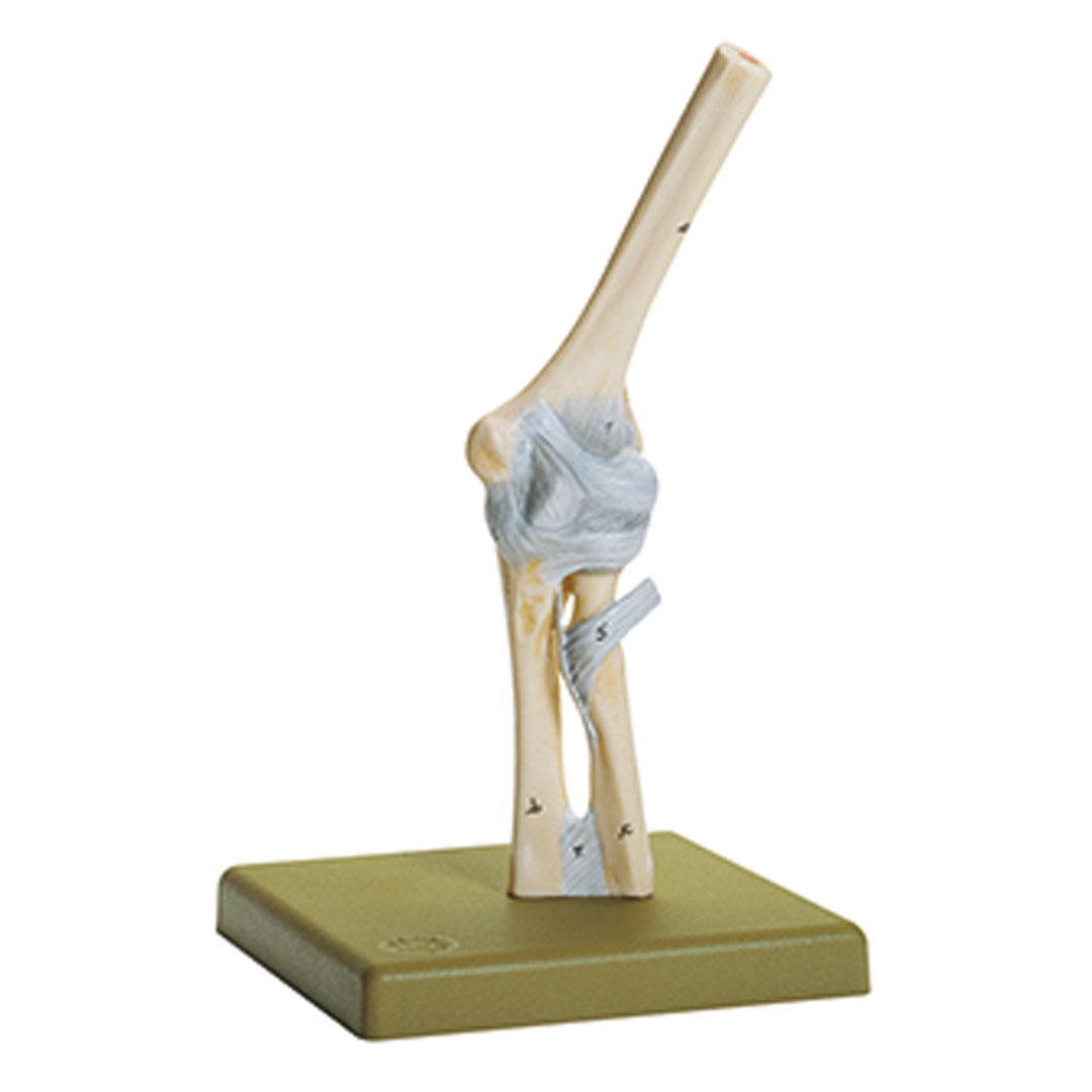 SOMSO® Ellenbogengelenk