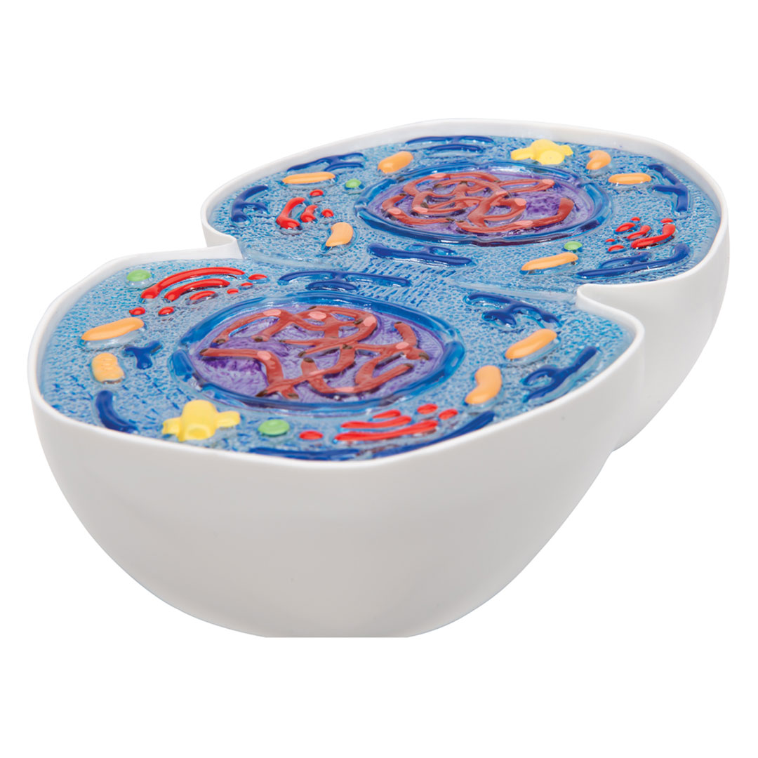 3B SCIENTIFIC Mitose, Modell (R01/1)