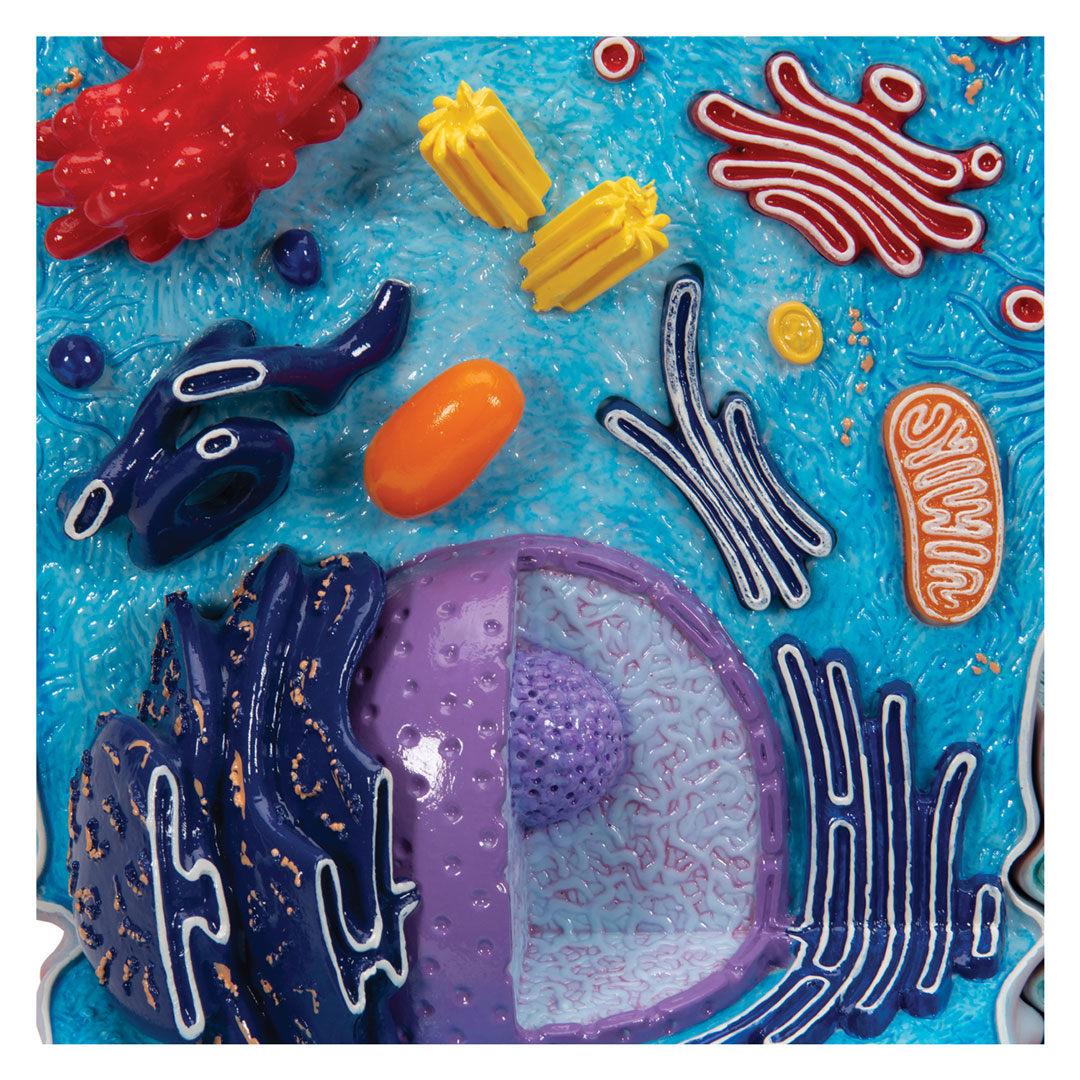 3B SCIENTIFIC Tierische Zelle, 2-teilig (R04)