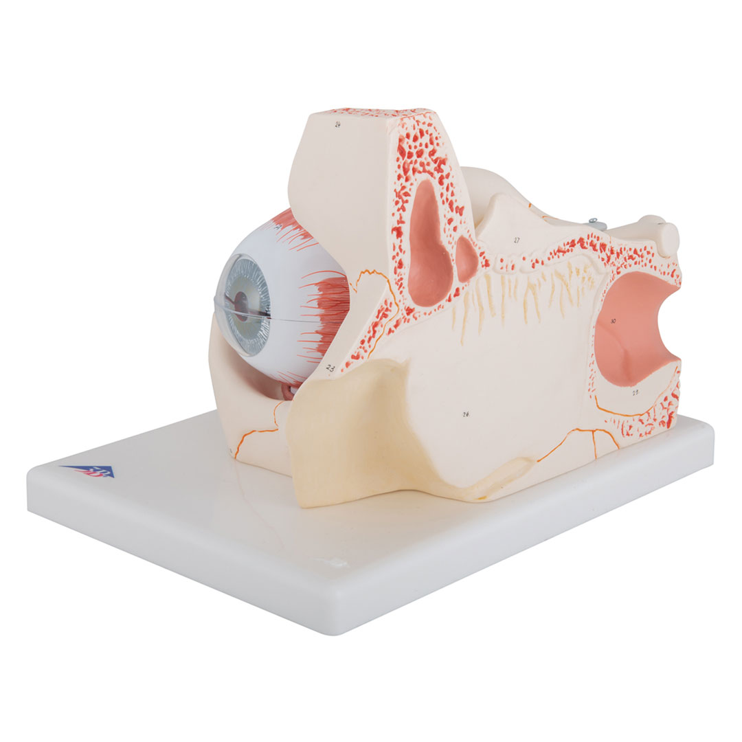 3B SCIENTIFIC Auge i.Augenhöhle, 7-tlg., 3-fach vergr. (F13), Grösse 18x26x19cm