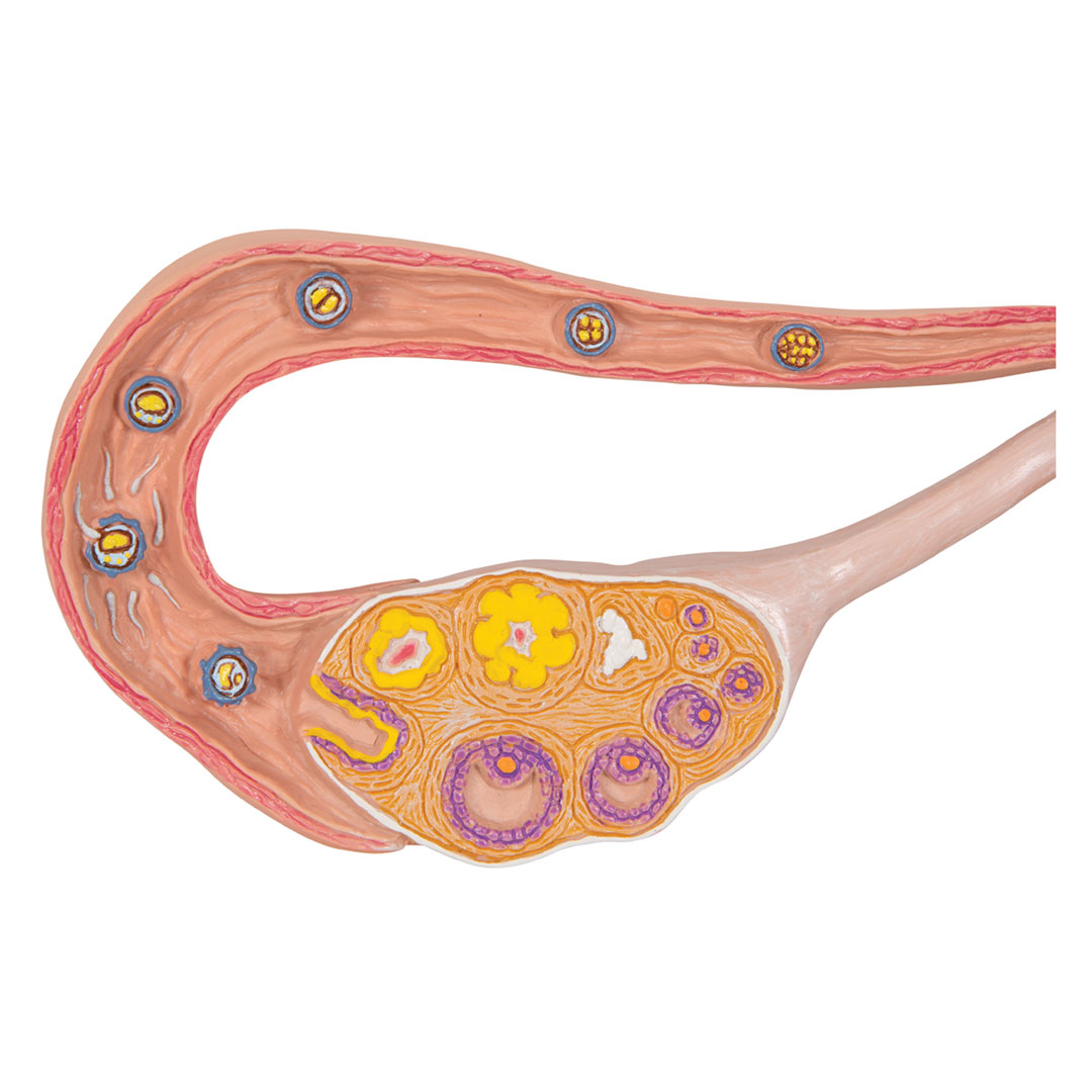 3B SCIENTIFIC Stadien Befruchtung+Keimesentwicklung (L01)