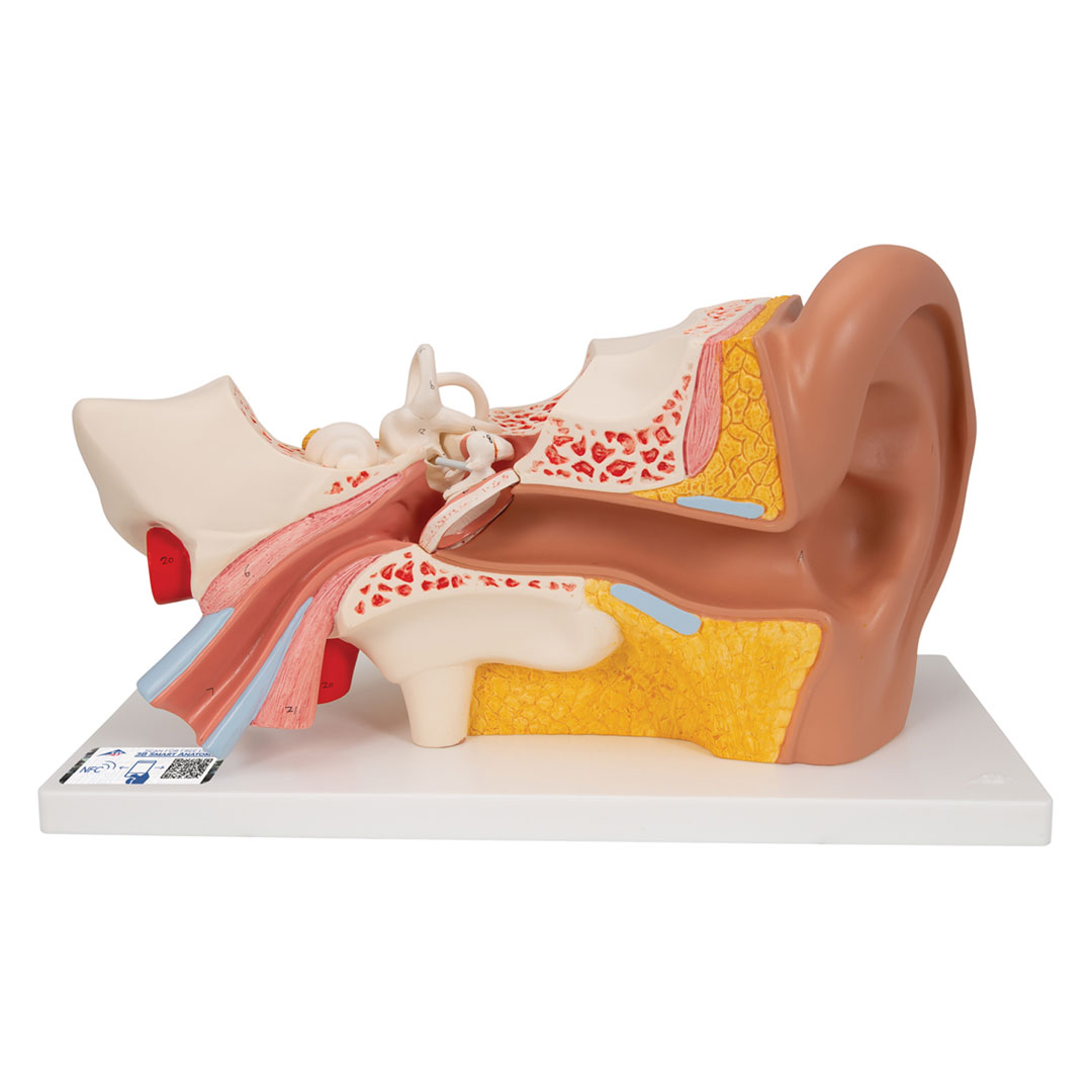 3B SCIENTIFIC Ohr, 4-tlg., Standardmodell (E10)