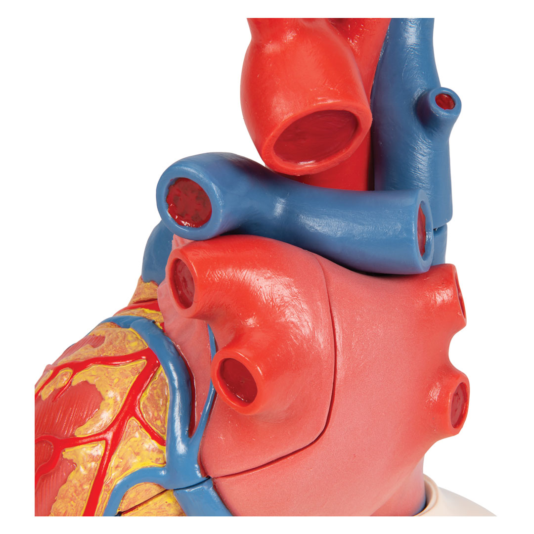 3B SCIENTIFIC Herzmodell in Lebensgröße , 5-teilig mit magnetischen Verbindungen