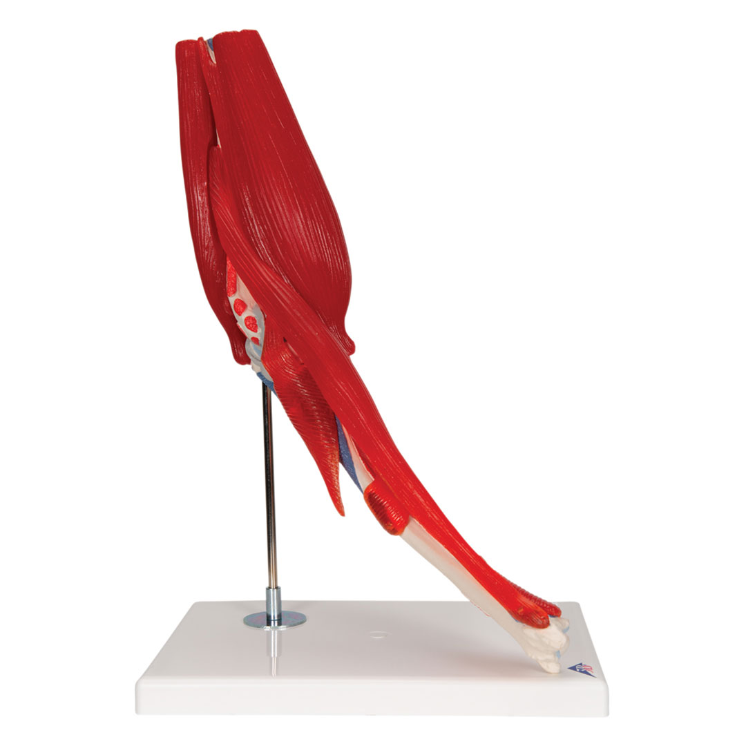 3B SCIENTIFIC Ellenbogengelenk, 8-teilig, Grösse 25x1x25c  (A883) 3B SCIENTIFIC Ellenbogengelenk, 8-teilig, Grösse 25x1x25c  (A883)