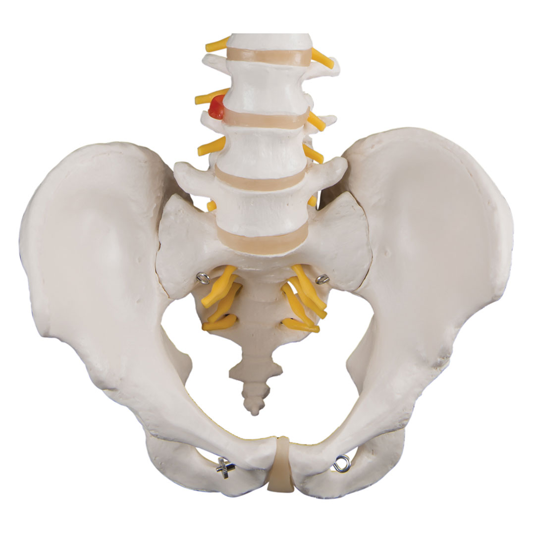 3B SCIENTIFIC Wirbelsäule, flexibel klass., o.Stativ (A58/1)
