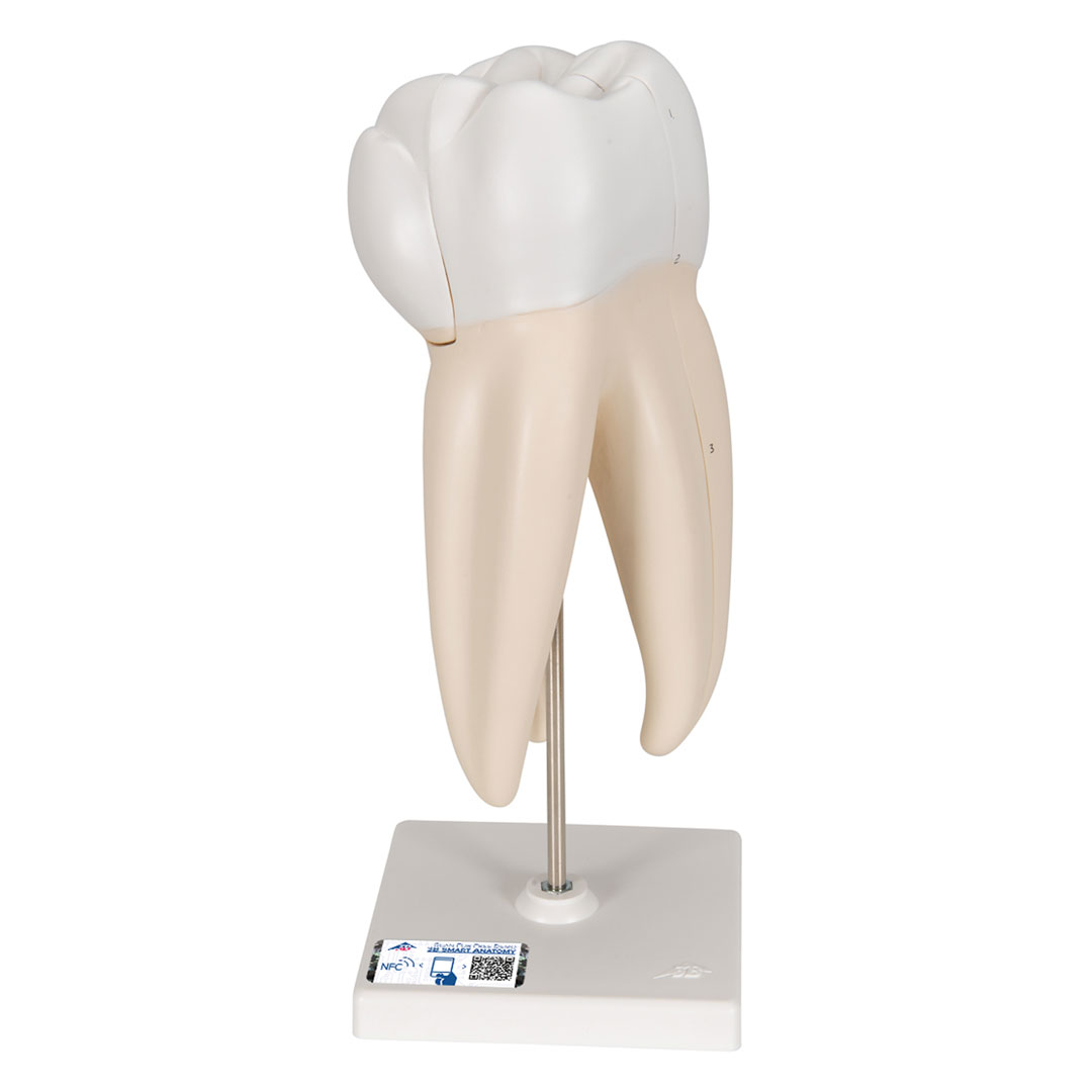 3B SCIENTIFIC Mahlzahn, oben, dreiwurzelig, 3-teilig (D10/5)