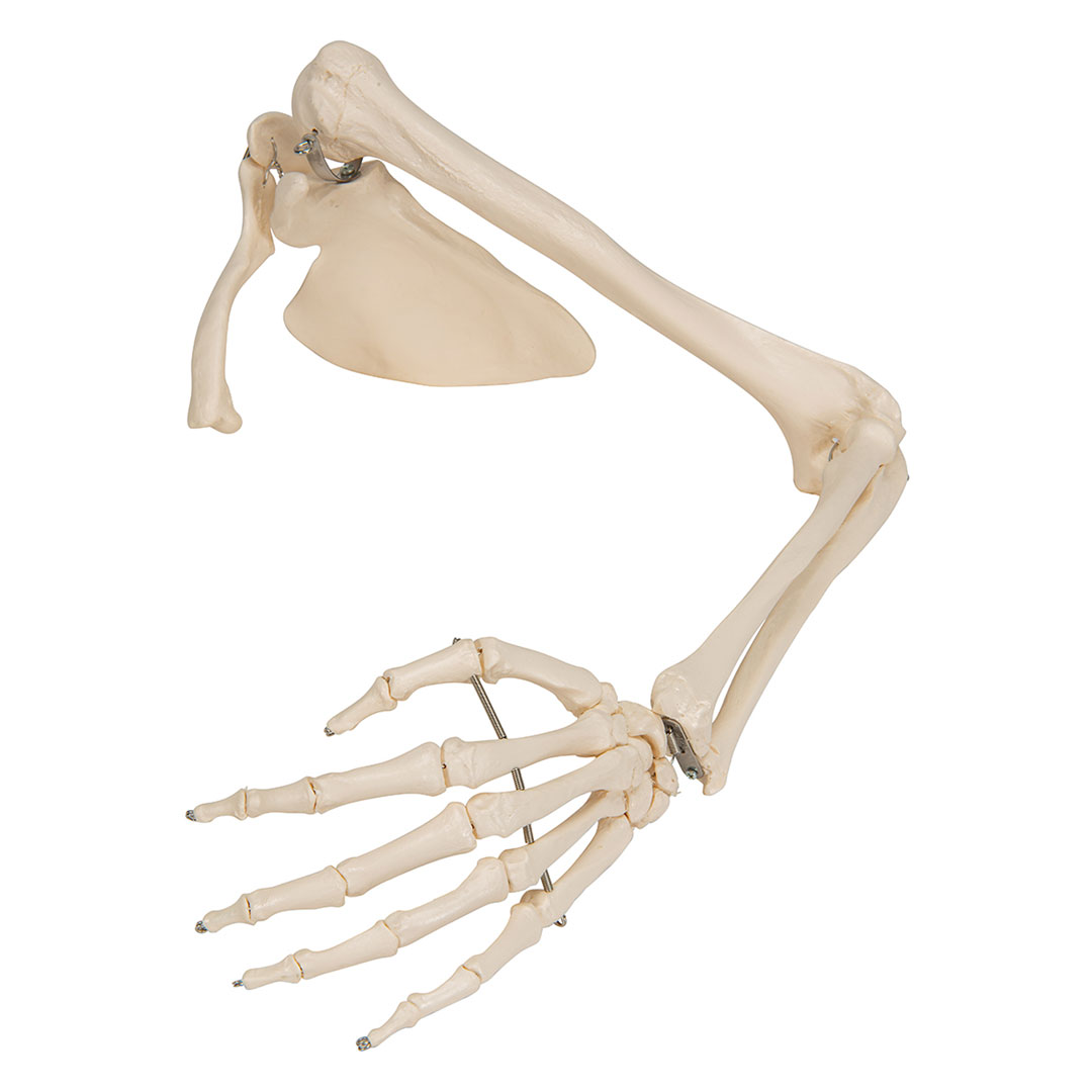 3B SCIENTIFIC Armskelett rechts mit Schulterblatt und Schlüsselblatt (A46)