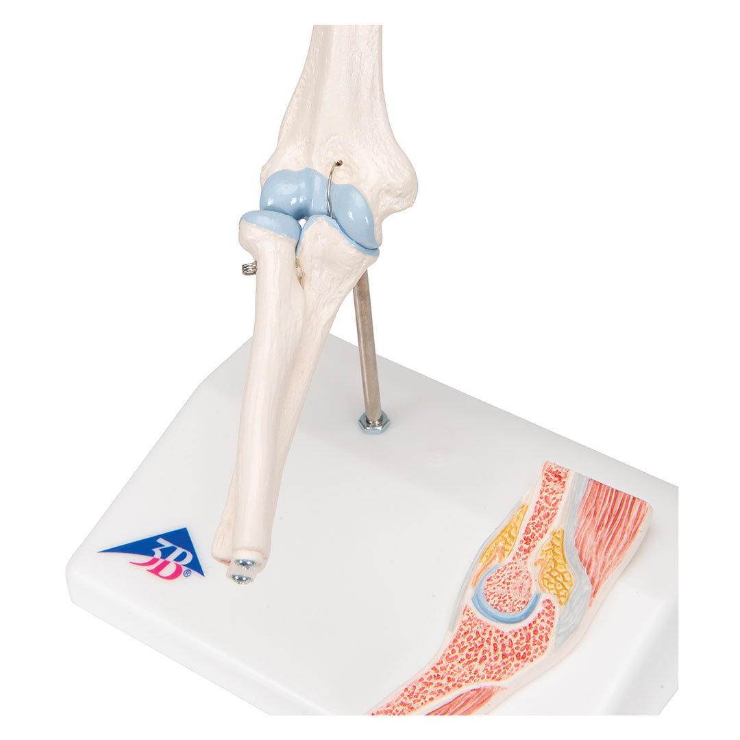 3B SCIENTIFIC Mini-Ellbogengelenk m.Querschnitt (A87/1)