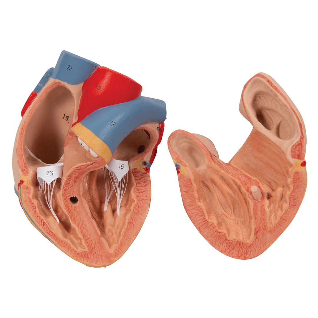 3B SCIENTIFIC Lunge, 7-tlg. (G15)