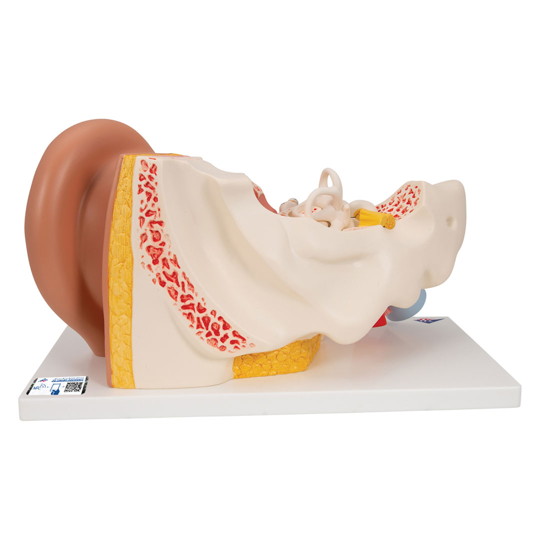 3B SCIENTIFIC Ohr, 4-tlg., Standardmodell (E10)