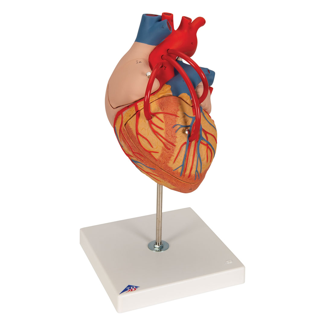 3B SCIENTIFIC Herzmodell m. Bypass, 4-tlg.2-fach v (G06)